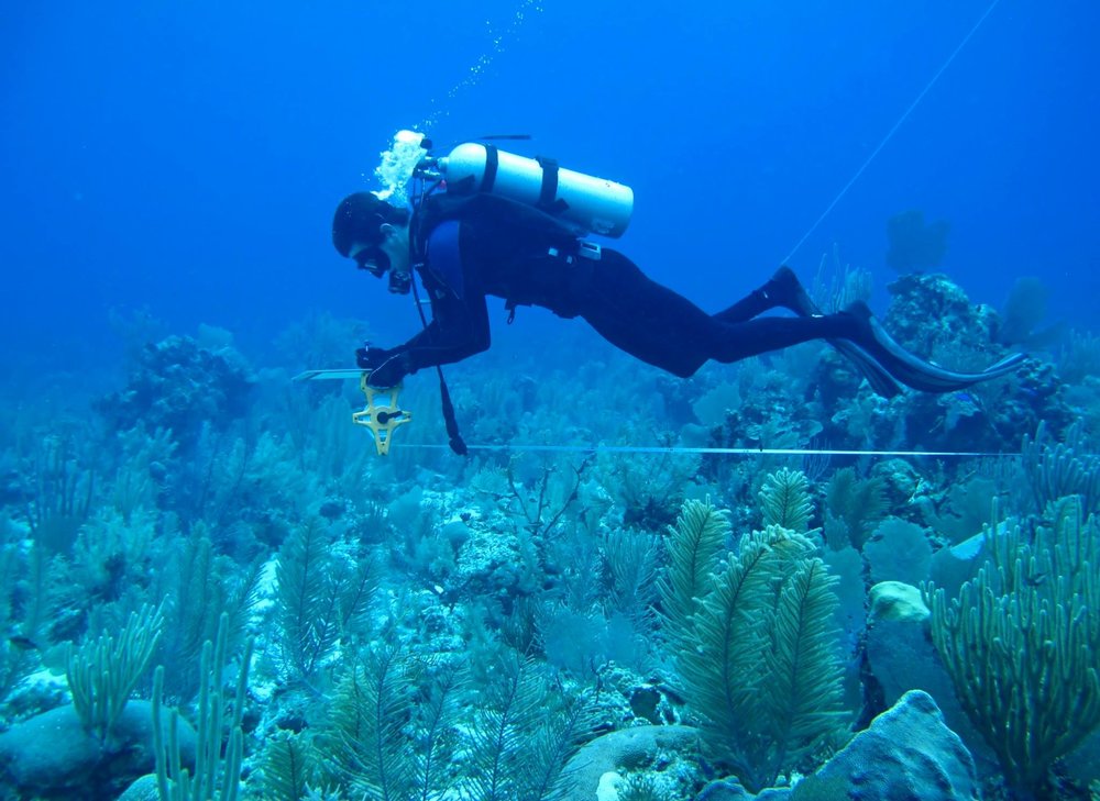 Counting fish