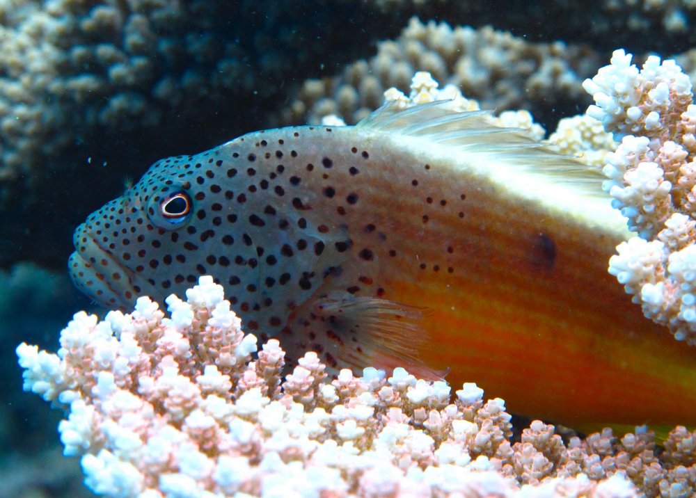 hawkfish.jpg