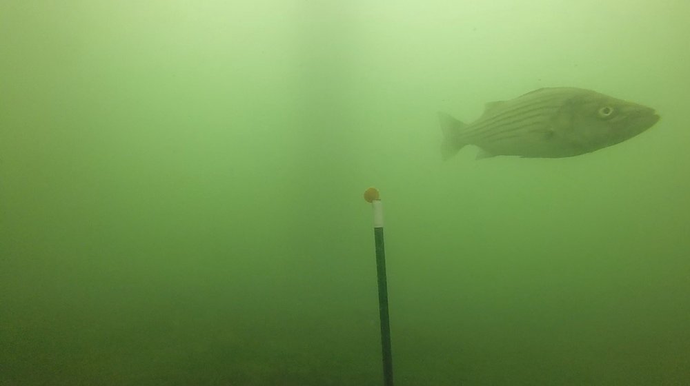 A squidpop, investigated by a curious striper ( M. saxatilis ).