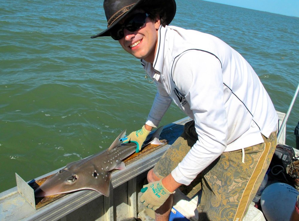 Sharking